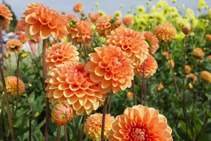 quiz fleurs 5