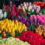 quiz fleurs 7
