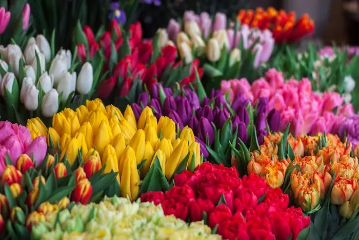 [Quiz] Les fleurs - La culture générale