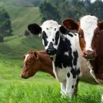 mort aux vaches origine expression definition signification