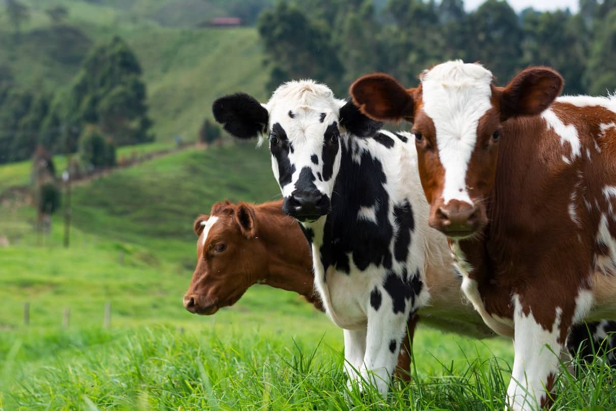 Mort aux vaches : d&eacute;finition & origine de l&rsquo;expression 🐄