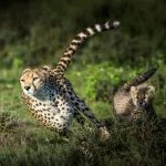 animal le plus rapide du monde