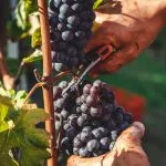 vigneron viticuluteur difference vin