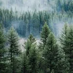 pin sapin definition difference arbres