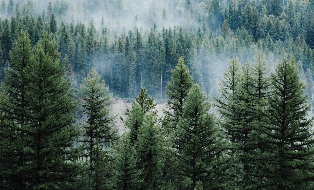 Pin et sapin quelle différence