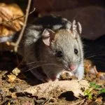 souris petit cri souriceau male femelle