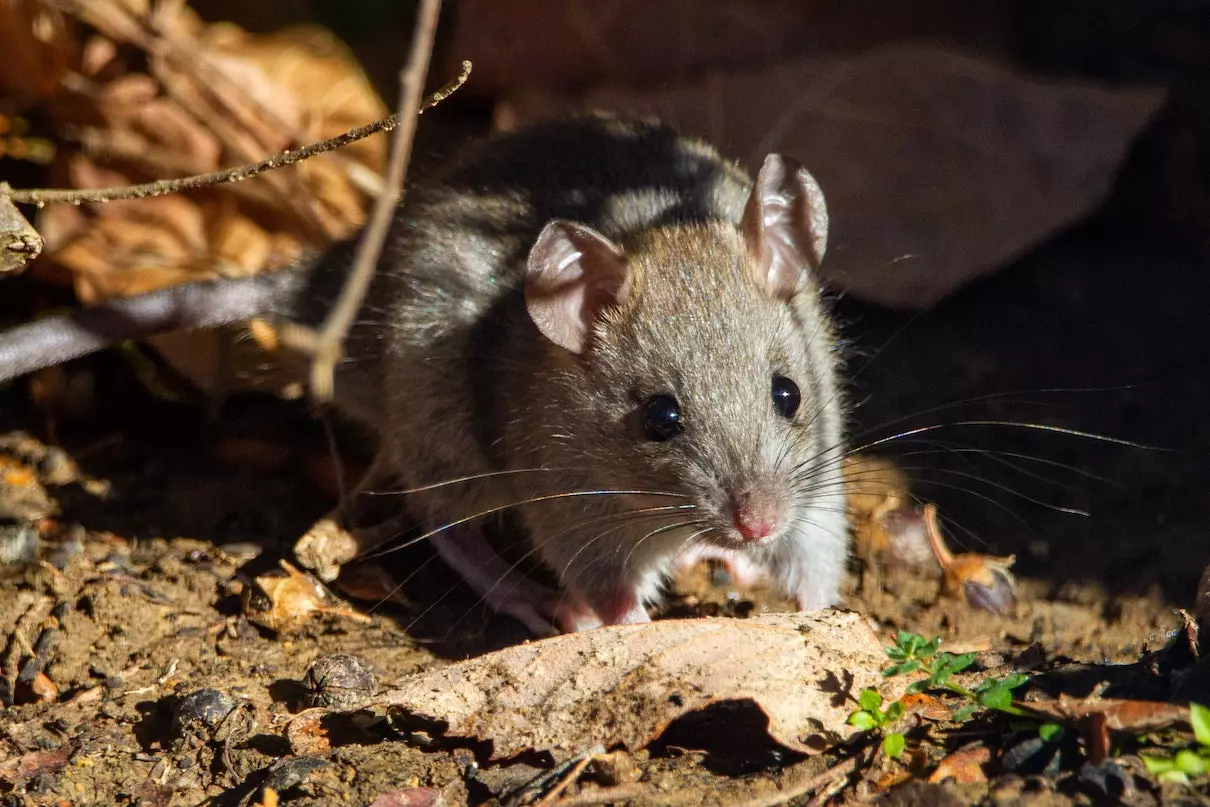 souris petit cri souriceau male femelle