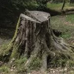 troncs d'arbre troncs d'arbres orthographe