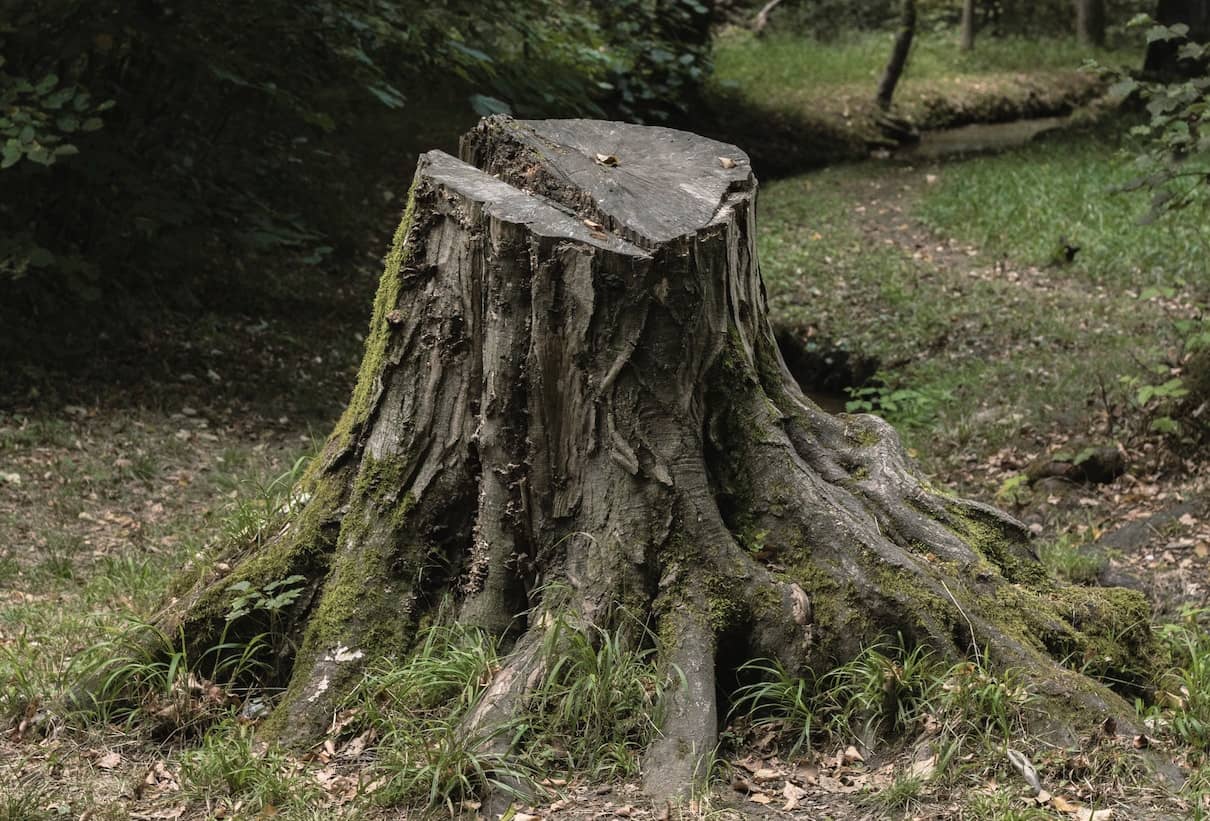 Des troncs &laquo; d&rsquo;arbres &raquo; ou &laquo; d&rsquo;arbre &raquo; ? (orthographe) 🌳