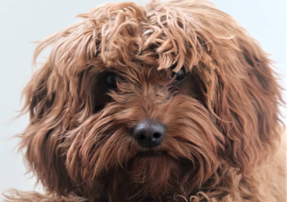 Boule de poils ou boule de poil ? orthographe