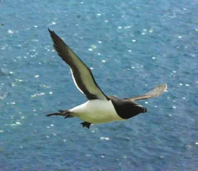pingouin vol quiz