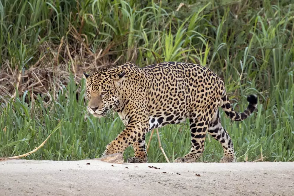 quiz animaux 1