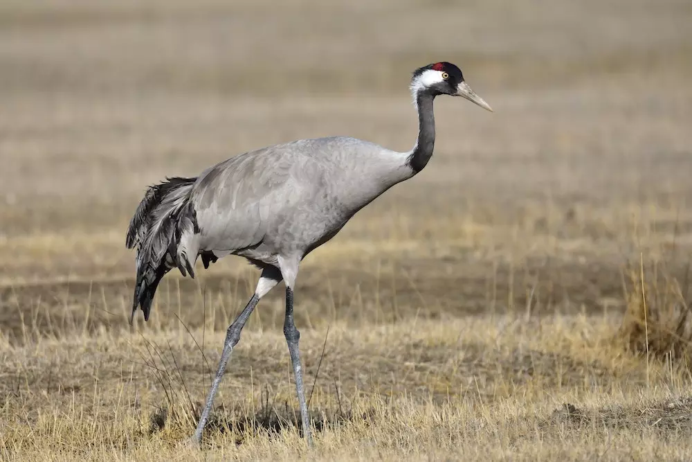 quiz animaux 10
