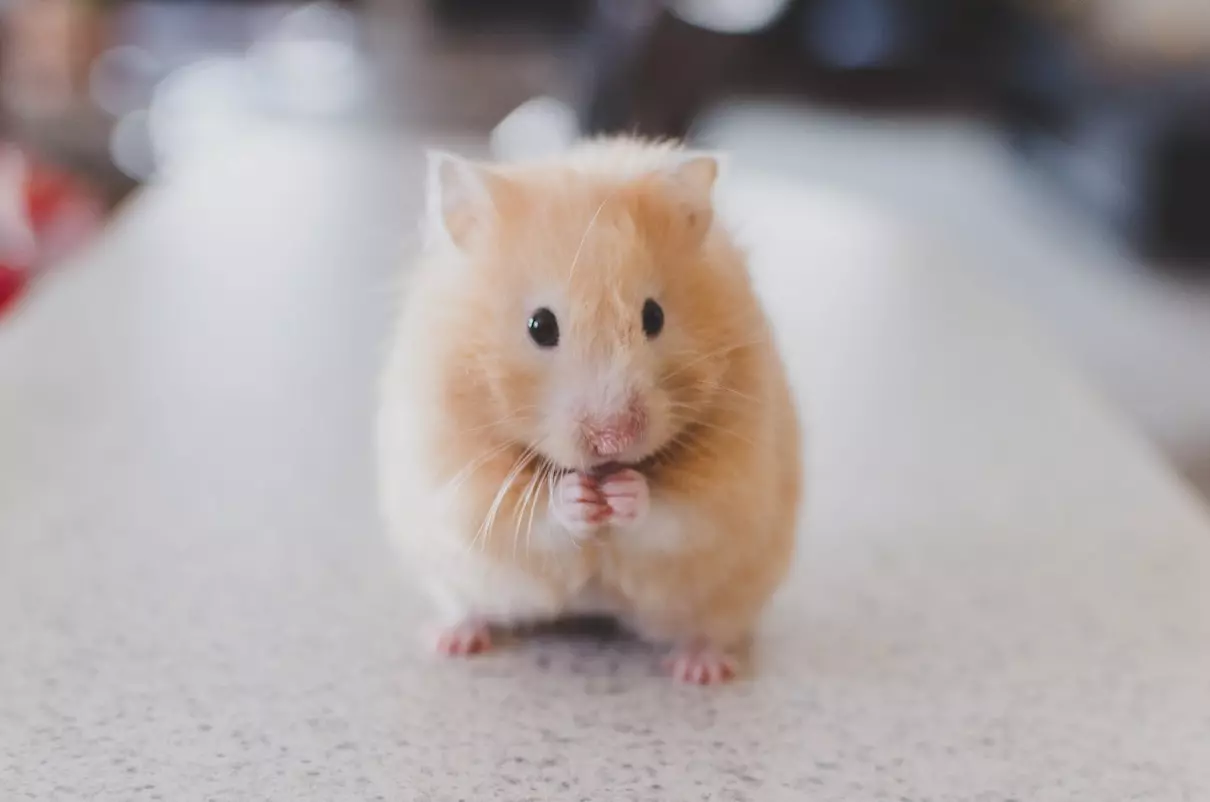 quiz animaux 13