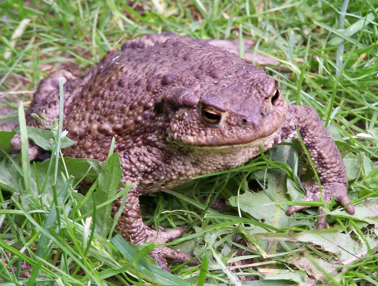 quiz animaux 14