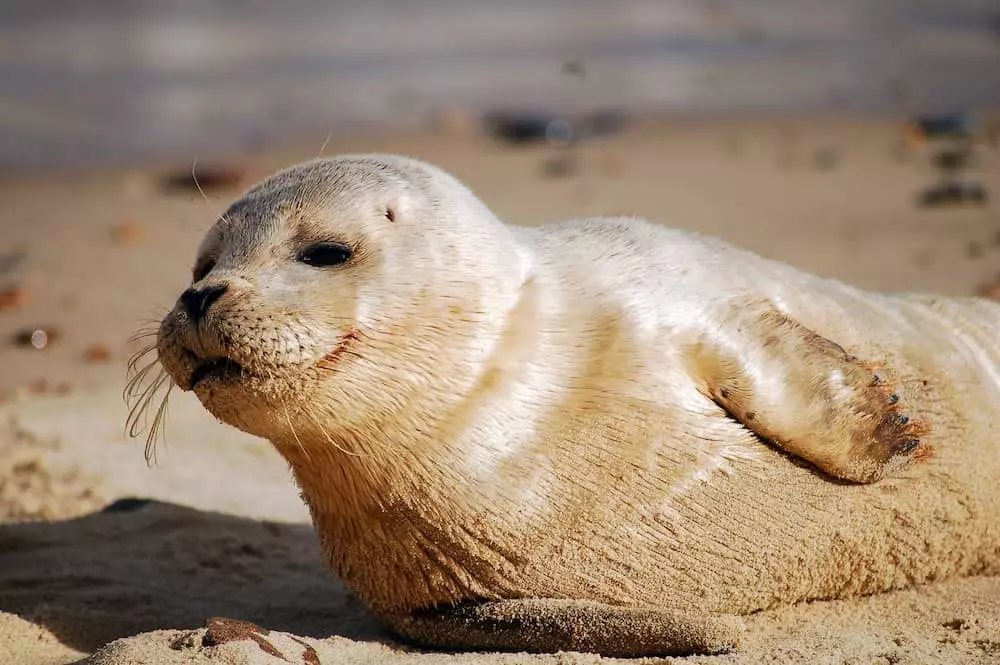 quiz animaux 15