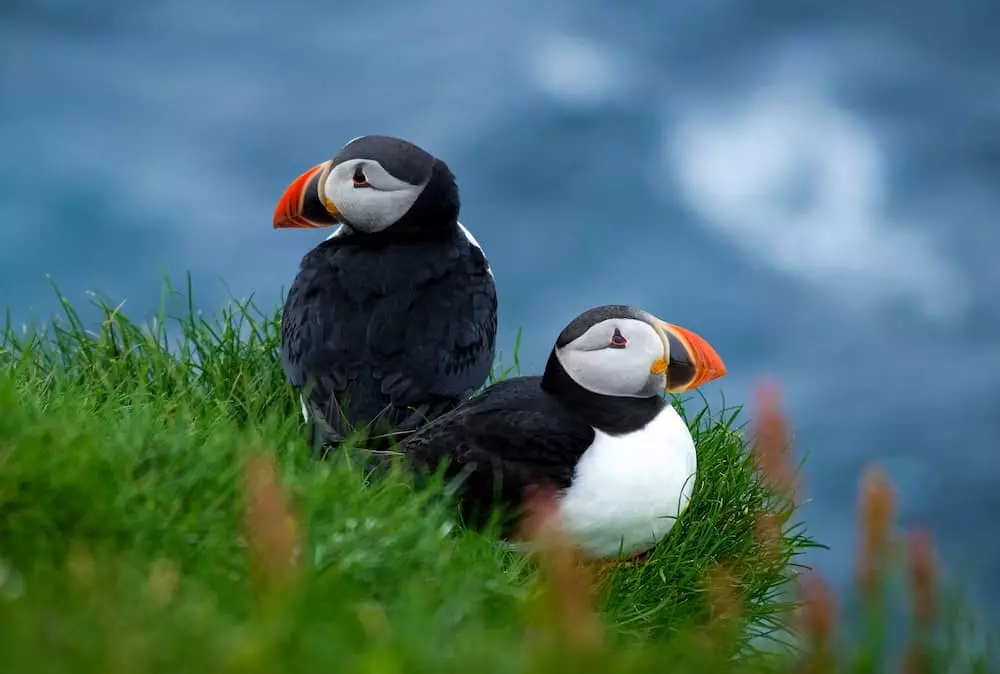 quiz animaux 2