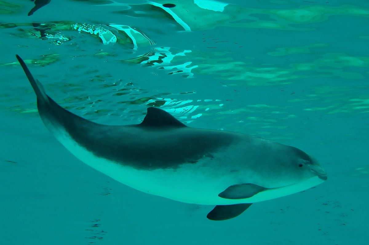 quiz animaux 3