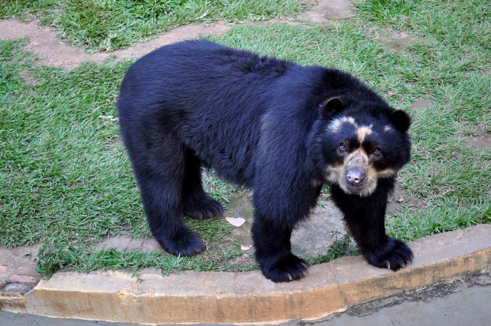 quiz animaux 4
