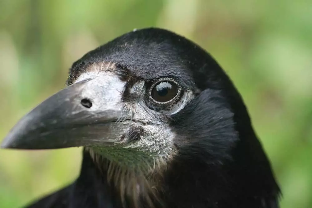 quiz animaux 7