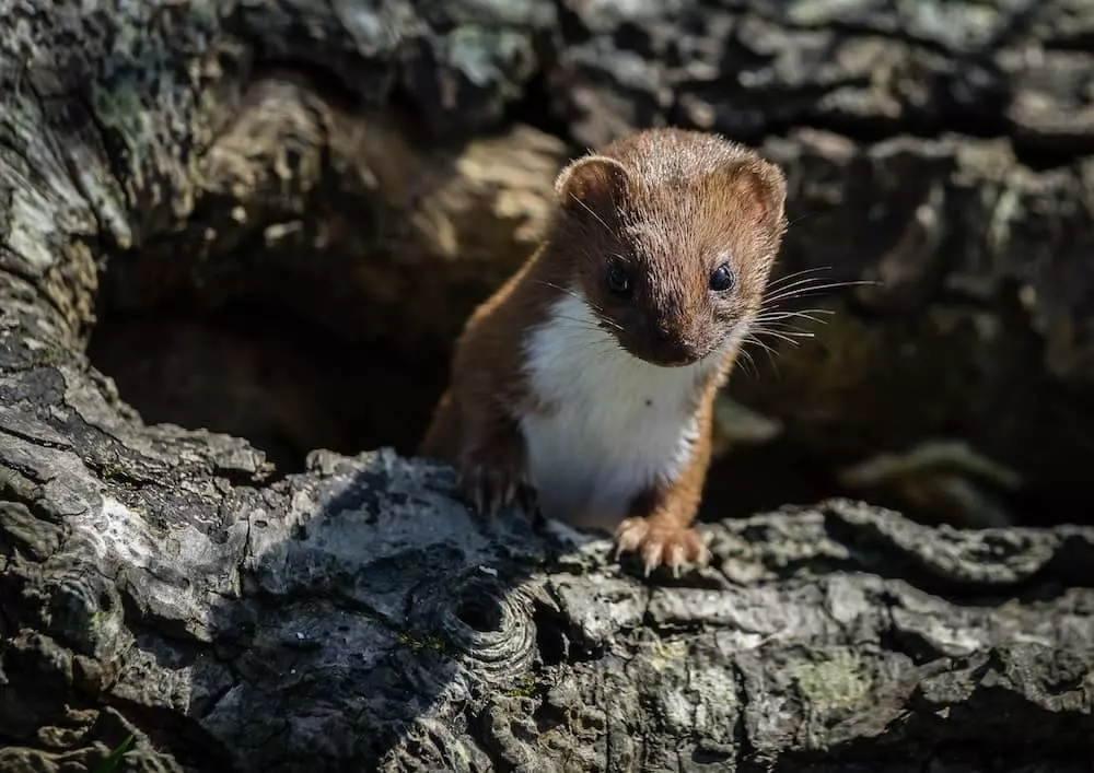 quiz animaux 8