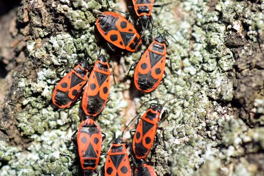 quiz animaux 9