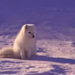 quiz quel est cet animal