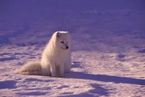 quiz quel est cet animal