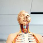 quiz sur le corps humain