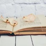 vocabulaire poesie lexique