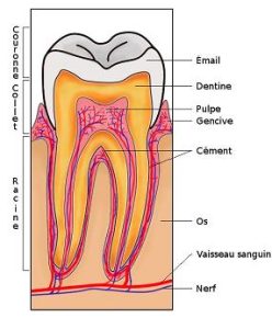 quiz dents pulpe dentine