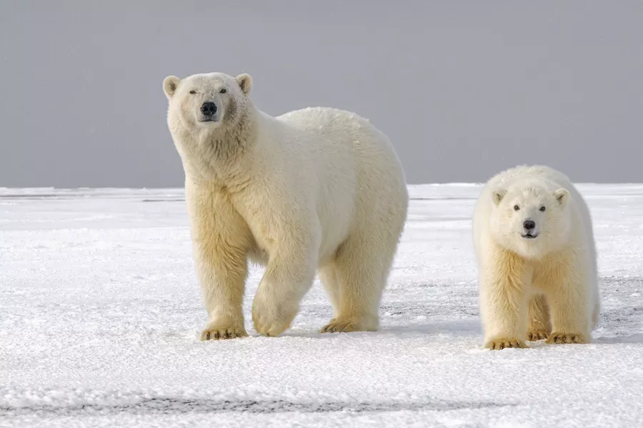 quiz femelle ours