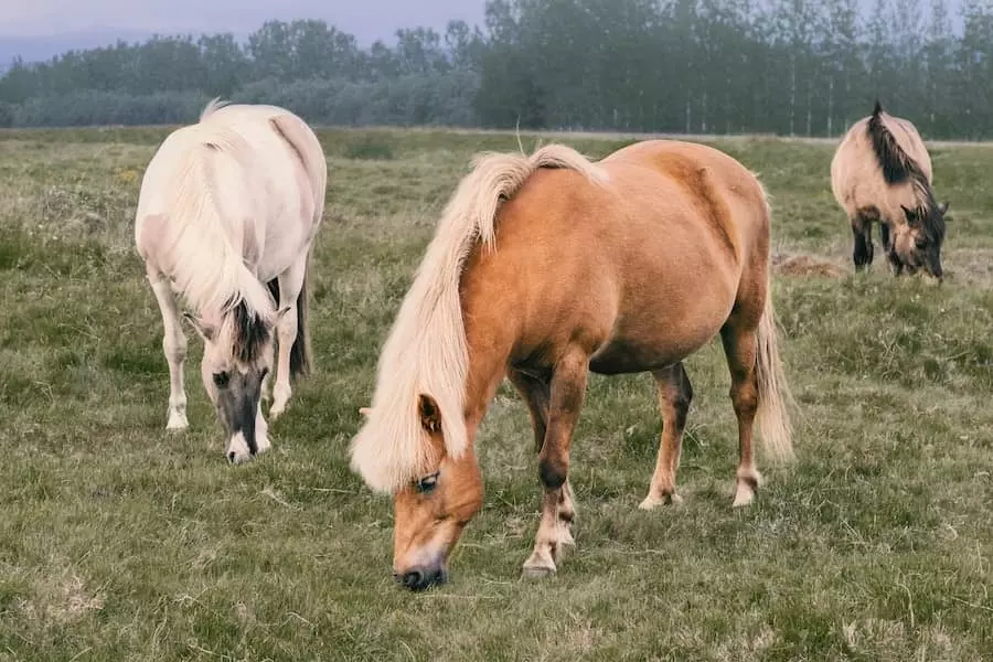 quiz femelle poney