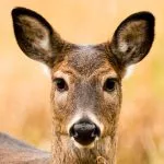 quiz femelles des animaux