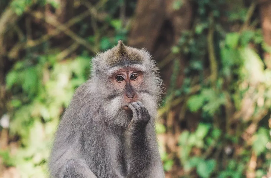 quiz femelles des animaux guenon