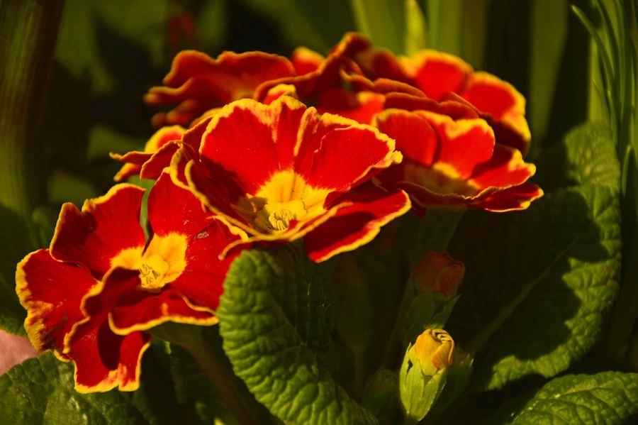 quiz fleurs 1