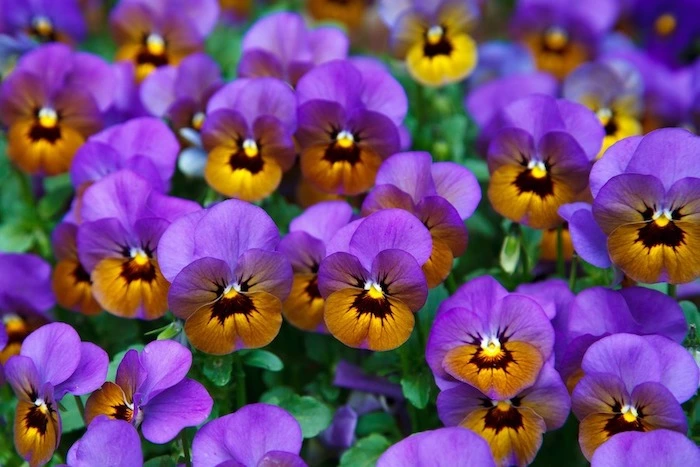 quiz fleurs 10