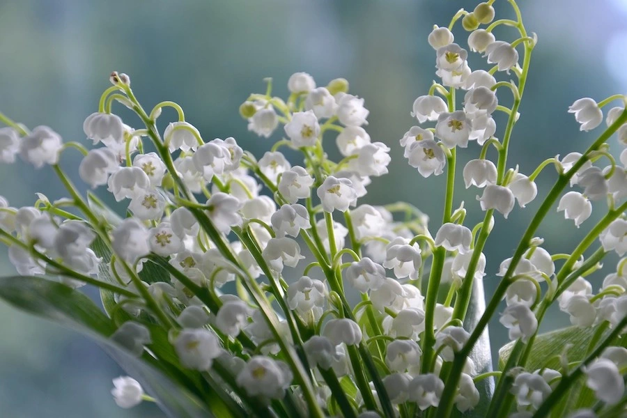 quiz fleurs 2
