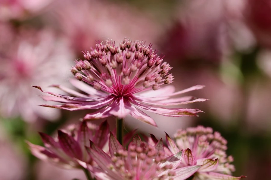 quiz fleurs 3