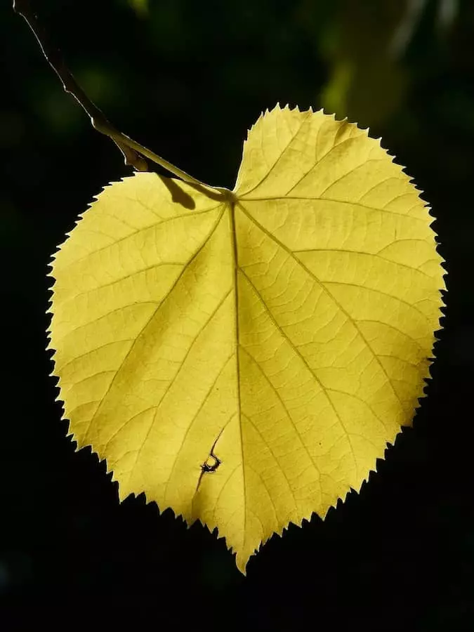 Quiz sur les feuilles : les reconna&icirc;trez-vous ?