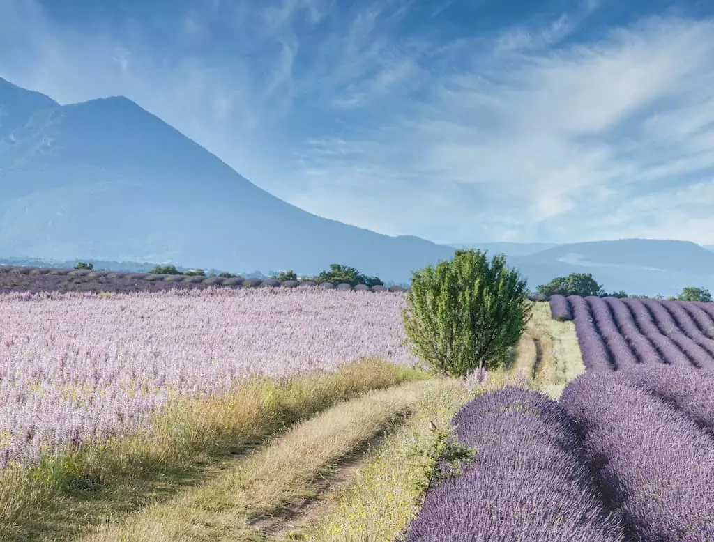Quiz : la Provence (avec r&eacute;ponses)
