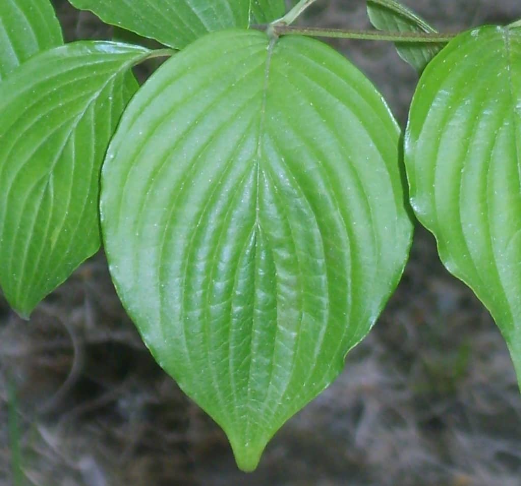 cornouiller feuille