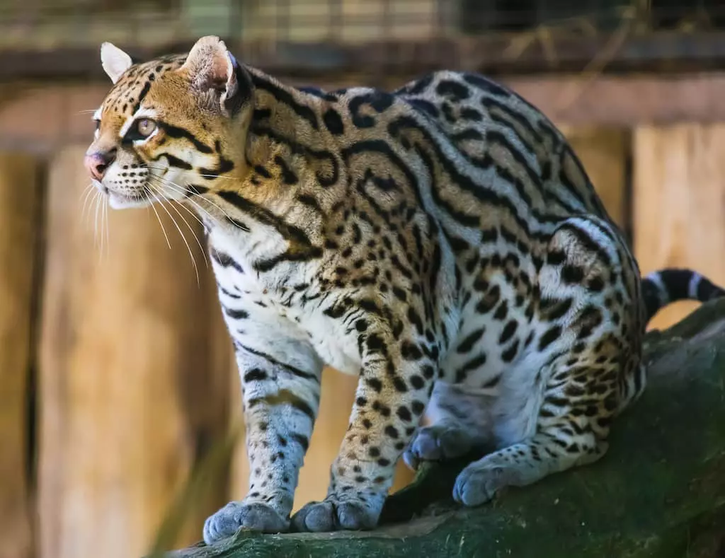 felin ocelot