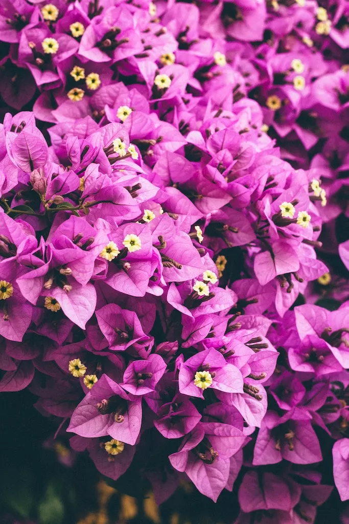 fleurs de bougainvillier