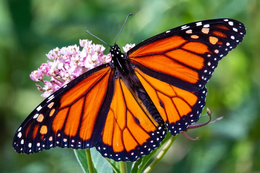 papillon monarque