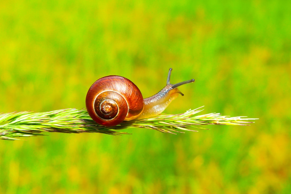 escargot