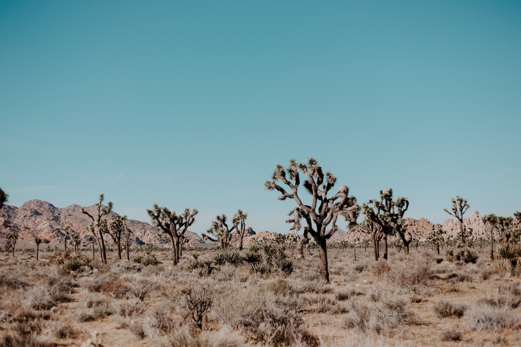 joshua tree californie