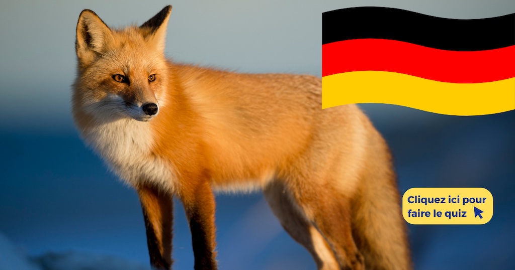 Quiz : noms des animaux en allemand (avec réponses)