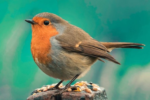Quiz : reconna&icirc;trez-vous cet oiseau ? 🐦&zwj;⬛