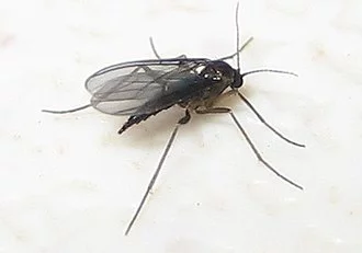 Comment se d&eacute;barrasser des moucherons ?